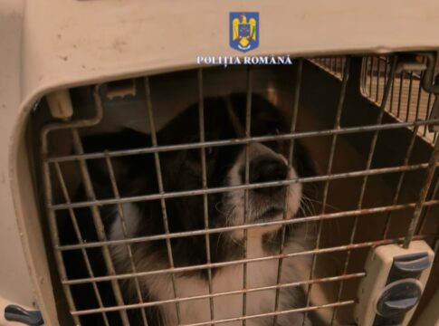 VIDEO Femeie găsită inconștientă într-un apartament din Piatra-Neamț. În interior, 10 pisici și 2 câini fără apă și mâncare.